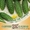 Семена овощей  " гавриш " - Изображение #1, Объявление #590625