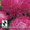 Семена цветов от агрофирмы "Плюс" - Изображение #3, Объявление #590631