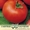 Семена овощей  " гавриш " - Изображение #2, Объявление #590625