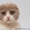 Шотландские котята, питомник "Colorit" - Изображение #1, Объявление #583748