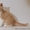 Шотландские котята, питомник "Colorit" - Изображение #3, Объявление #583748