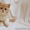 Шотландские котята, питомник "Colorit" - Изображение #4, Объявление #583748