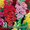 Семена цветов от агрофирмы "Плюс" - Изображение #2, Объявление #590631