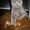 шикарные британские котятки - Изображение #3, Объявление #576950