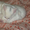 Белый котенок в дар - Изображение #3, Объявление #580821