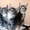 Котята породы мейн-кун. Ласковые гиганты. #570010
