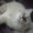невские маскарадные котята шоу-класса - Изображение #2, Объявление #600370