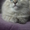 невские маскарадные котята шоу-класса - Изображение #3, Объявление #600370