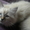 невские маскарадные котята шоу-класса - Изображение #4, Объявление #600370
