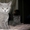 шикарные британские котятки - Изображение #1, Объявление #576950
