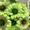 продаю садовые цветы - Изображение #7, Объявление #564137