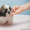 продается щенок ши-тцу - Изображение #2, Объявление #568397