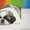 продается щенок ши-тцу - Изображение #1, Объявление #568397