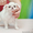 продается щенок чихуахуа д\ш - Изображение #2, Объявление #568412
