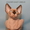 Котята породы канадский сфинкс из питомника Golden Baet - Изображение #5, Объявление #601683