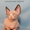 Котята породы канадский сфинкс из питомника Golden Baet #601683