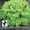 Семена овощей от агрофирмы "Плюс" - Изображение #2, Объявление #590614