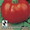 Семена овощей от агрофирмы "Плюс" - Изображение #5, Объявление #590614