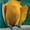 попугай сине желтый ара - Изображение #1, Объявление #594763