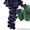 Саженцы винограда с закрытой корневой системой. - Изображение #3, Объявление #590651