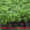 Саженцы кедра сибирского #625249