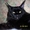 Котята Мейн кун, аборигены кошачьего мира Мейн Кун #633319