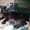 Котята Мейн кун,аборигены кошачьего мира Мейн Кун - Изображение #2, Объявление #633319