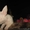 Чихуахуа шикарные  щенки - Изображение #1, Объявление #625166