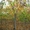 Саженцы деревьев хвойных и лиственных - Изображение #5, Объявление #618670