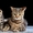 Очаровательные шотландские котята ищут хозяев #614830