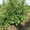 Саженцы деревьев хвойных и лиственных - Изображение #2, Объявление #618670