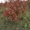 Саженцы деревьев хвойных и лиственных - Изображение #3, Объявление #618670