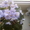 Фиалки узумбарские цветущие - Изображение #2, Объявление #635624
