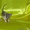 Королевские котята породы Корнш Рекс - Изображение #3, Объявление #625834