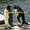 Пингвины  из питомника - Изображение #2, Объявление #633446