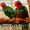 Кубинский амазон - ручные птенцы из питомника #654624