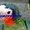 Кубинский амазон - ручные птенцы из питомника - Изображение #2, Объявление #654624