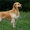 Очаровательные щеночки Голден Ретривера - Изображение #1, Объявление #658008