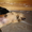 Классные щенки Лабрадора - Изображение #1, Объявление #658272