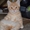 очаровательные  шотландские котята - Изображение #2, Объявление #664953
