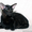 Ориентальные высокопородные котята - Изображение #1, Объявление #665439