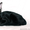 Ориентальные высокопородные котята - Изображение #2, Объявление #665439