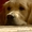 Очаровательные щеночки Голден Ретривера - Изображение #2, Объявление #658008