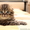 Шотландские яркие котята скотишфолд, страйт, хайленд - Изображение #3, Объявление #670652