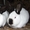 Мини фермы для выращивания кроликов по экологической технологии!!!!! - Изображение #1, Объявление #494015