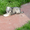 Китайская хохлатая -  щенок мини - Изображение #2, Объявление #650918