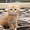 Шотландские яркие котята скотишфолд, страйт, хайленд - Изображение #6, Объявление #670652