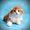 Шотландские яркие котята скотишфолд,  страйт,  хайленд #670652