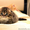 Шотландские яркие котята скотишфолд, страйт, хайленд - Изображение #2, Объявление #670652