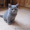 Британские котята. Питомник Ольги Барсуковой - Изображение #1, Объявление #696806